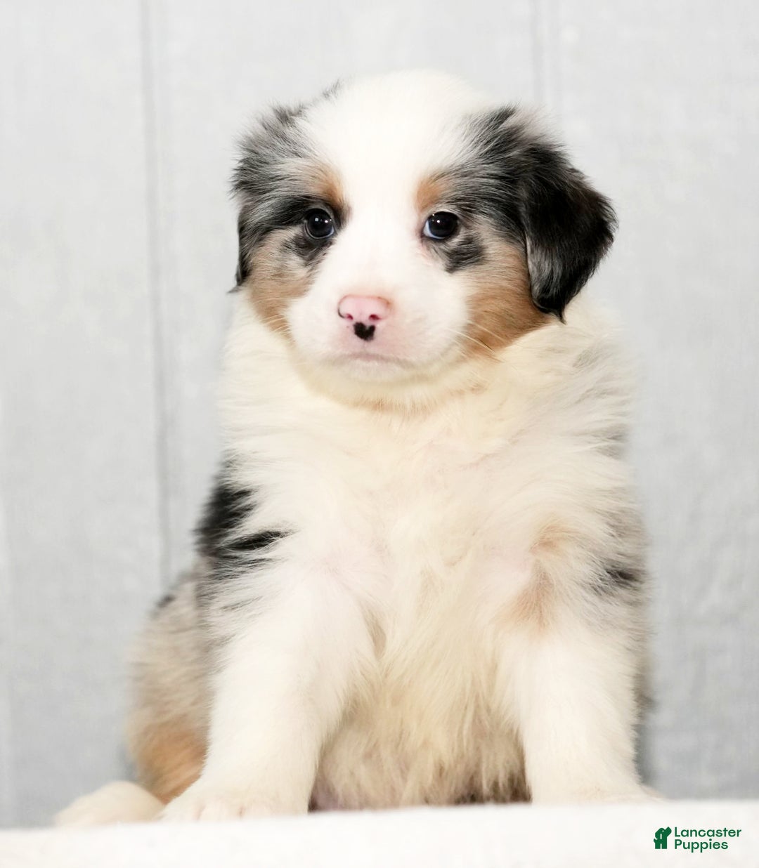 Miniature Australian Shepherd dogs for sale: Darrel - Ad 7