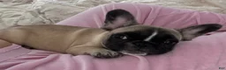 French Bulldog dogs for sale: Poppy Playtime  - Ad 4