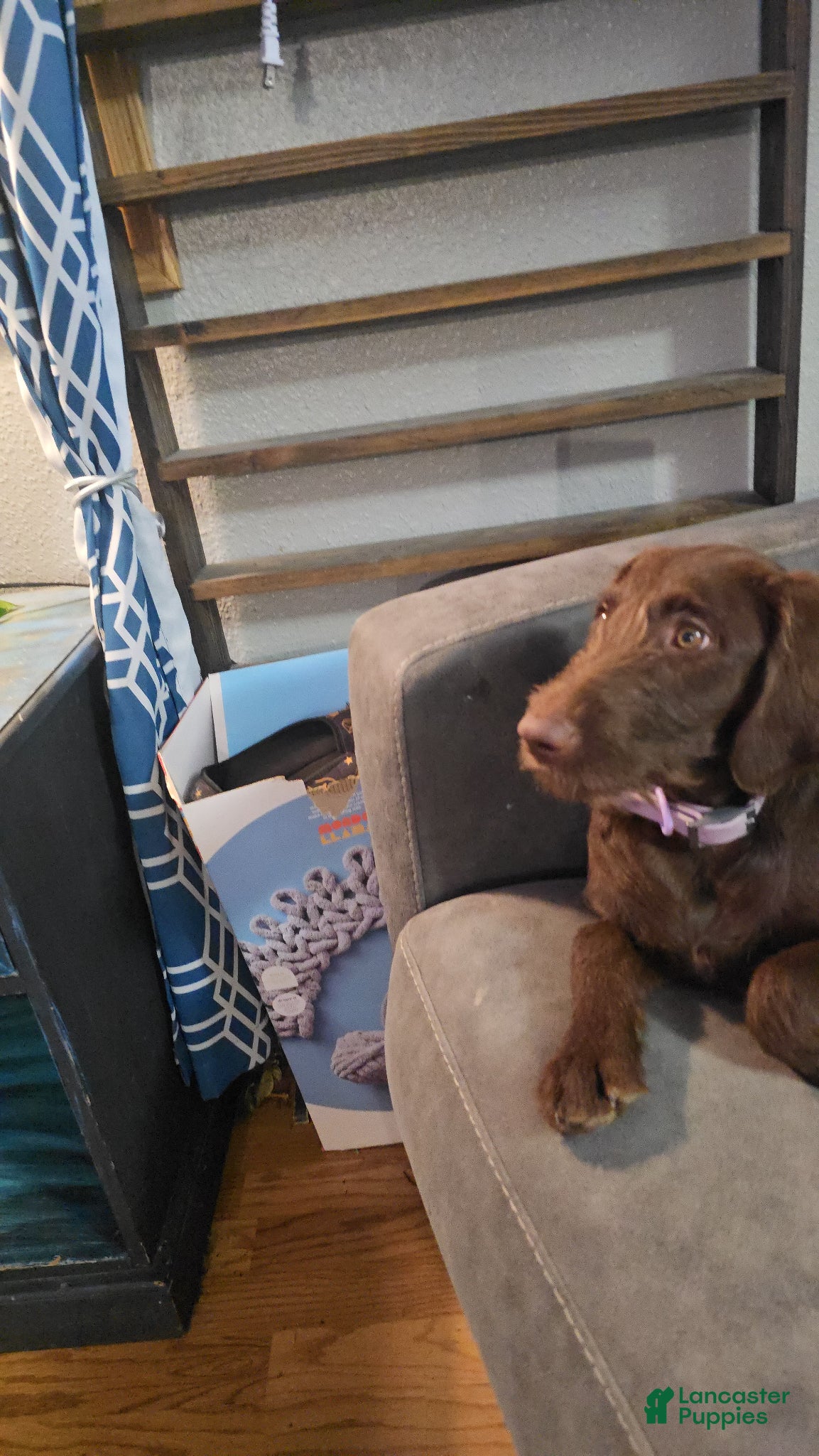 Labradoodle dogs Red - Ad 2