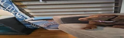Labradoodle dogs for sale: Scarlett - Ad 3