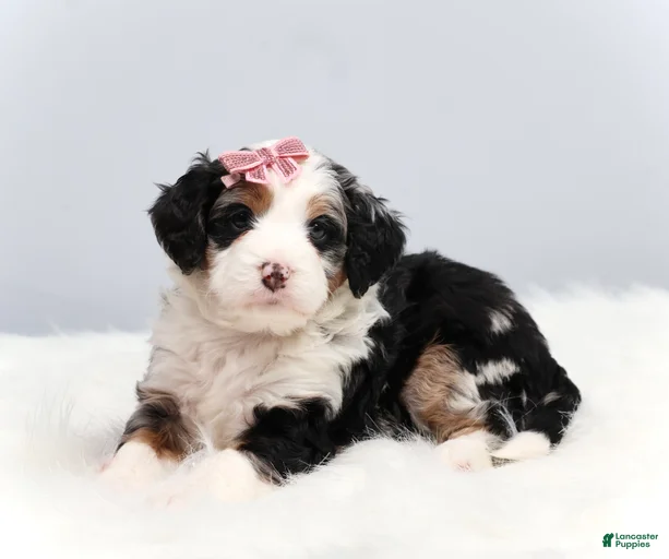 Gallery Image {{count}}