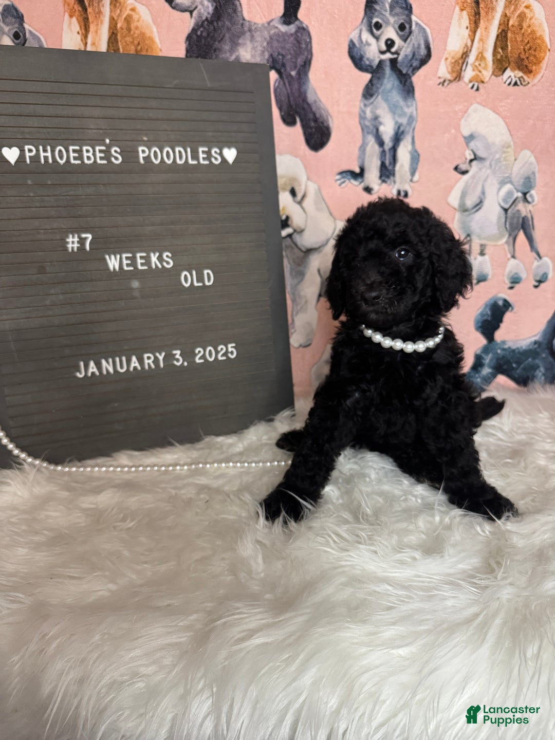 Standard Poodle dogs for sale: Standard Poodle Puppy 5 - Ad 7
