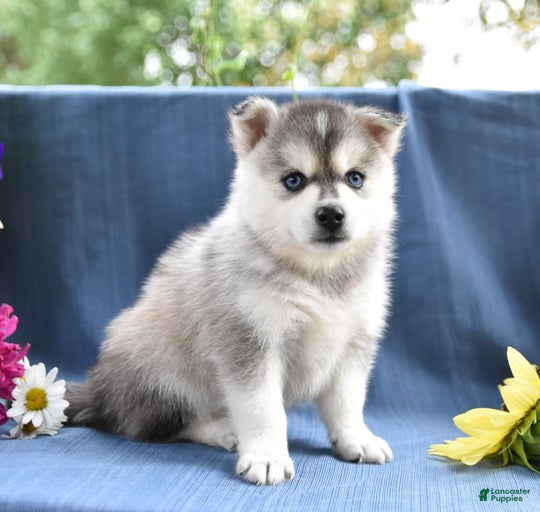 Gallery Image {{count}}