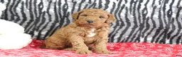 Mini Goldendoodle dogs for sale: Maggie - Ad 8