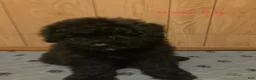 Bouvier Des Flandres dogs for sale: Bouvier Des Flandres 2 - Ad 1