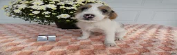 Mixed Breed dogs for sale: Mixed Breed 1 Max - Ad 5