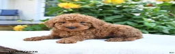 Mini Goldendoodle dogs for sale: Lester - Ad 7