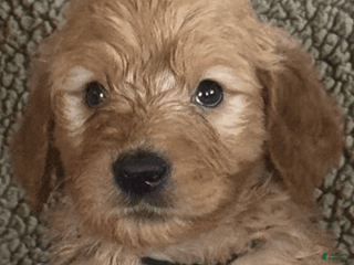 Goldendoodle dogs - Ad 7