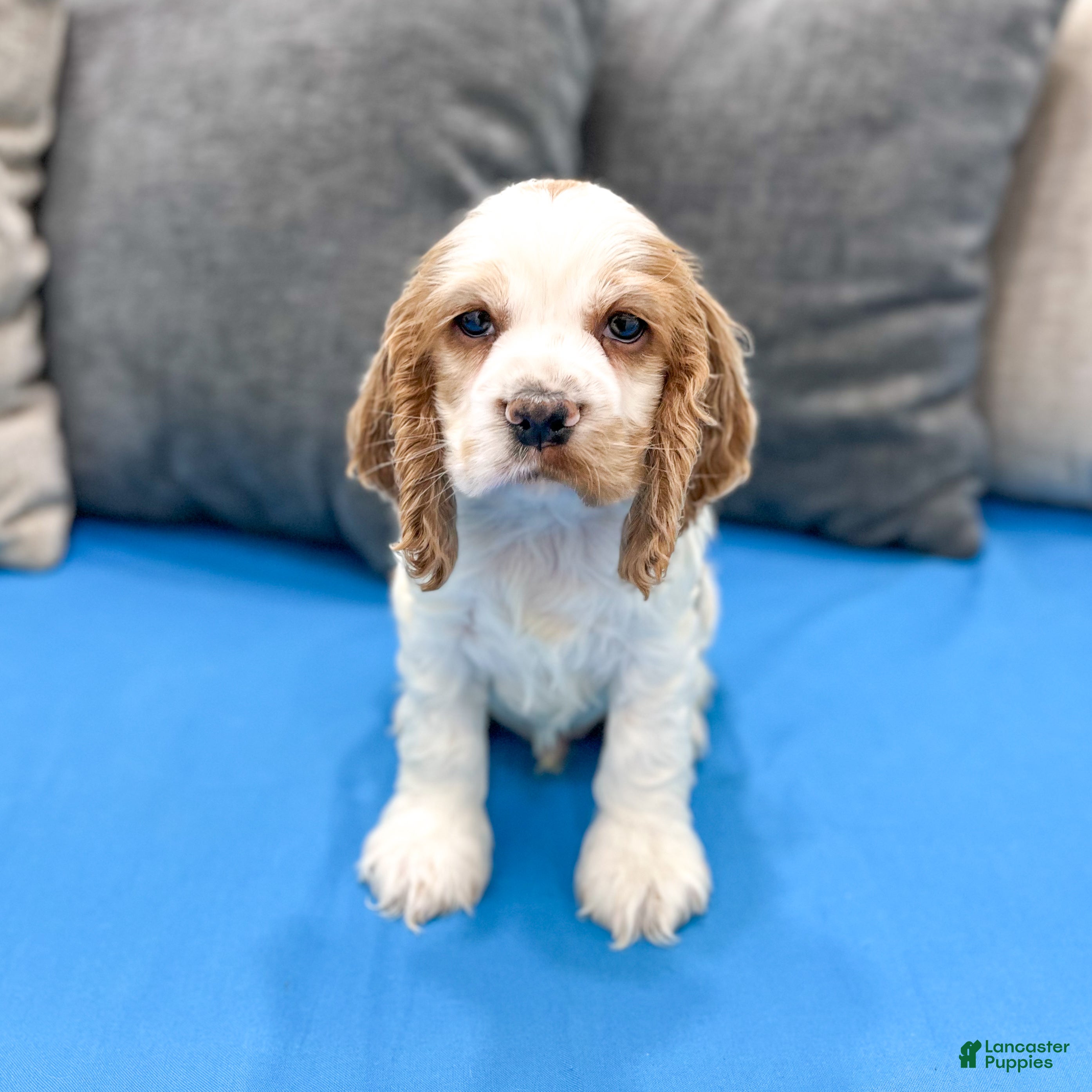 Cocker Spaniel dogs Ruger - Ad 1