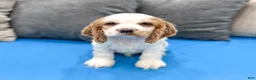 Cocker Spaniel dogs for sale: Ruger - Ad 1