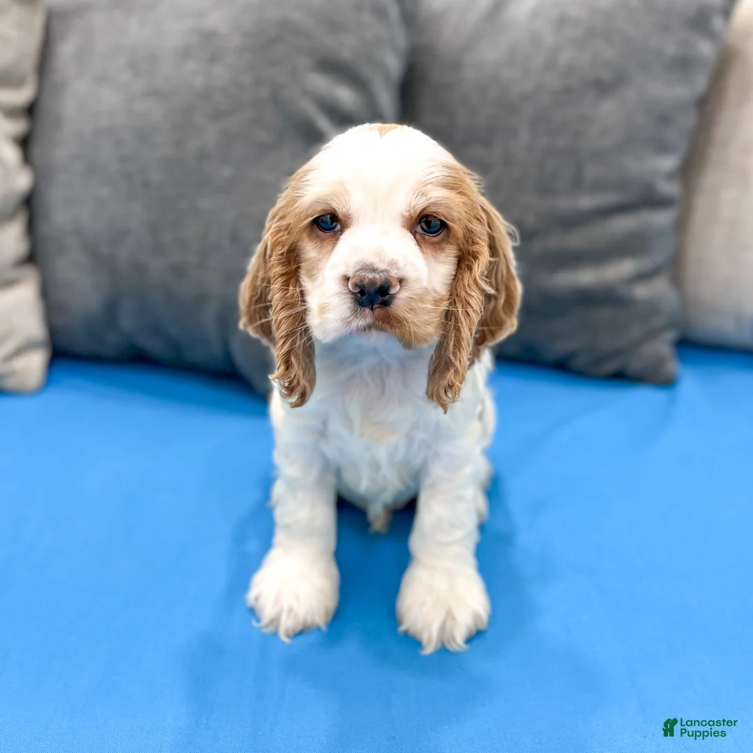 Cocker Spaniel dogs for sale: Ruger - Ad 1