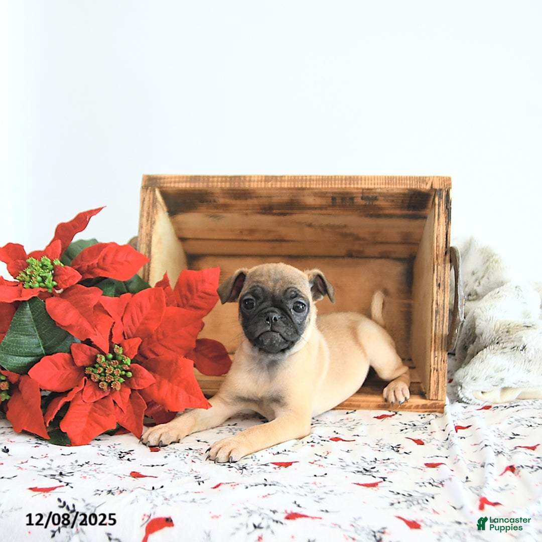 Jug dogs for sale: Mavis - Ad 1