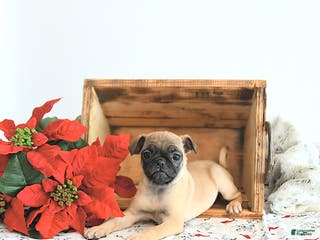 Jug dogs Mavis - Ad 2