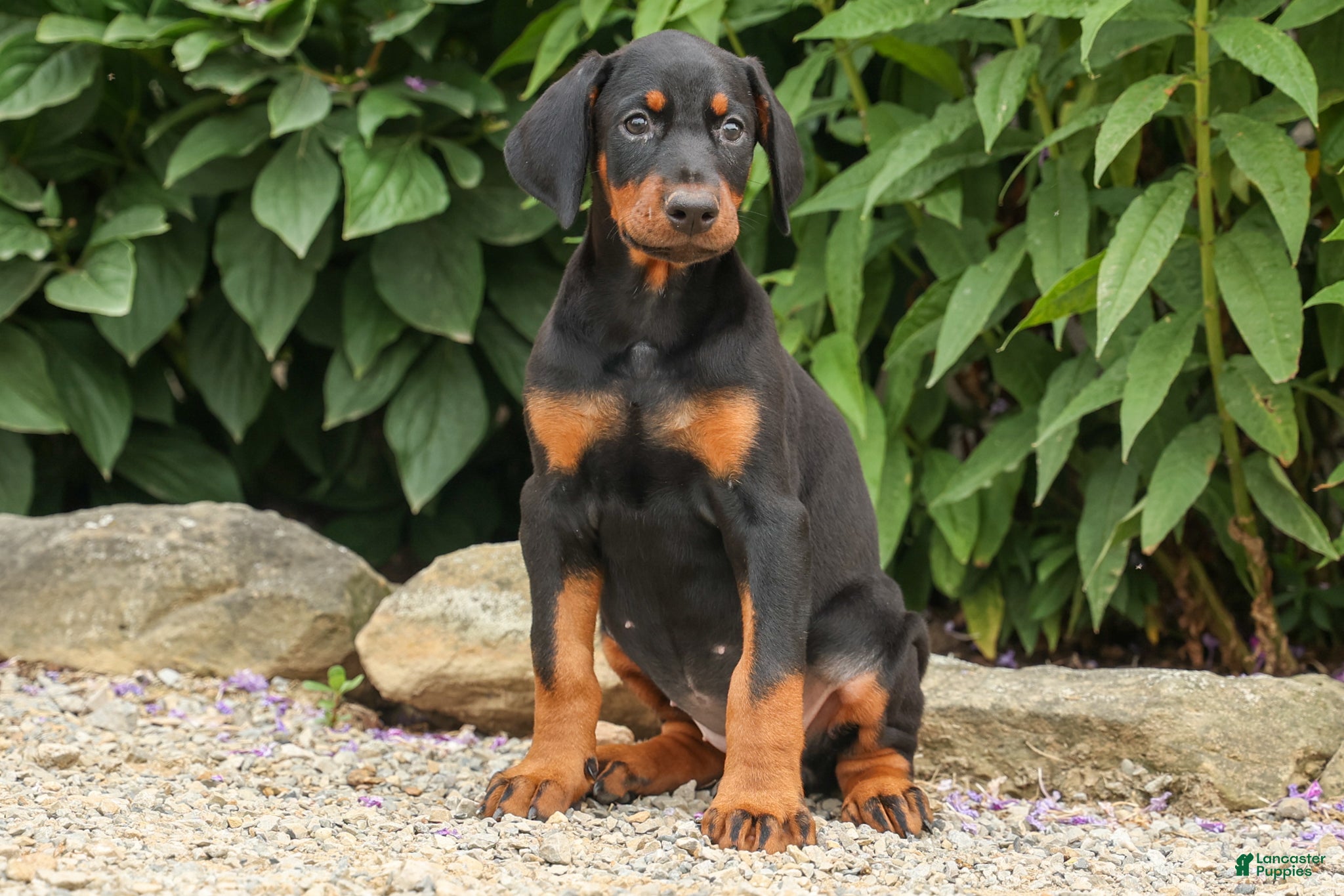 Doberman Pinscher dogs DAISY - Ad 1