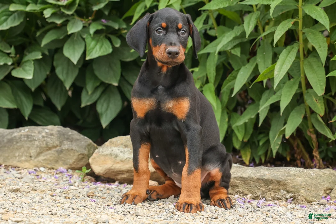 Doberman Pinscher dogs for sale: DAISY - Ad 1