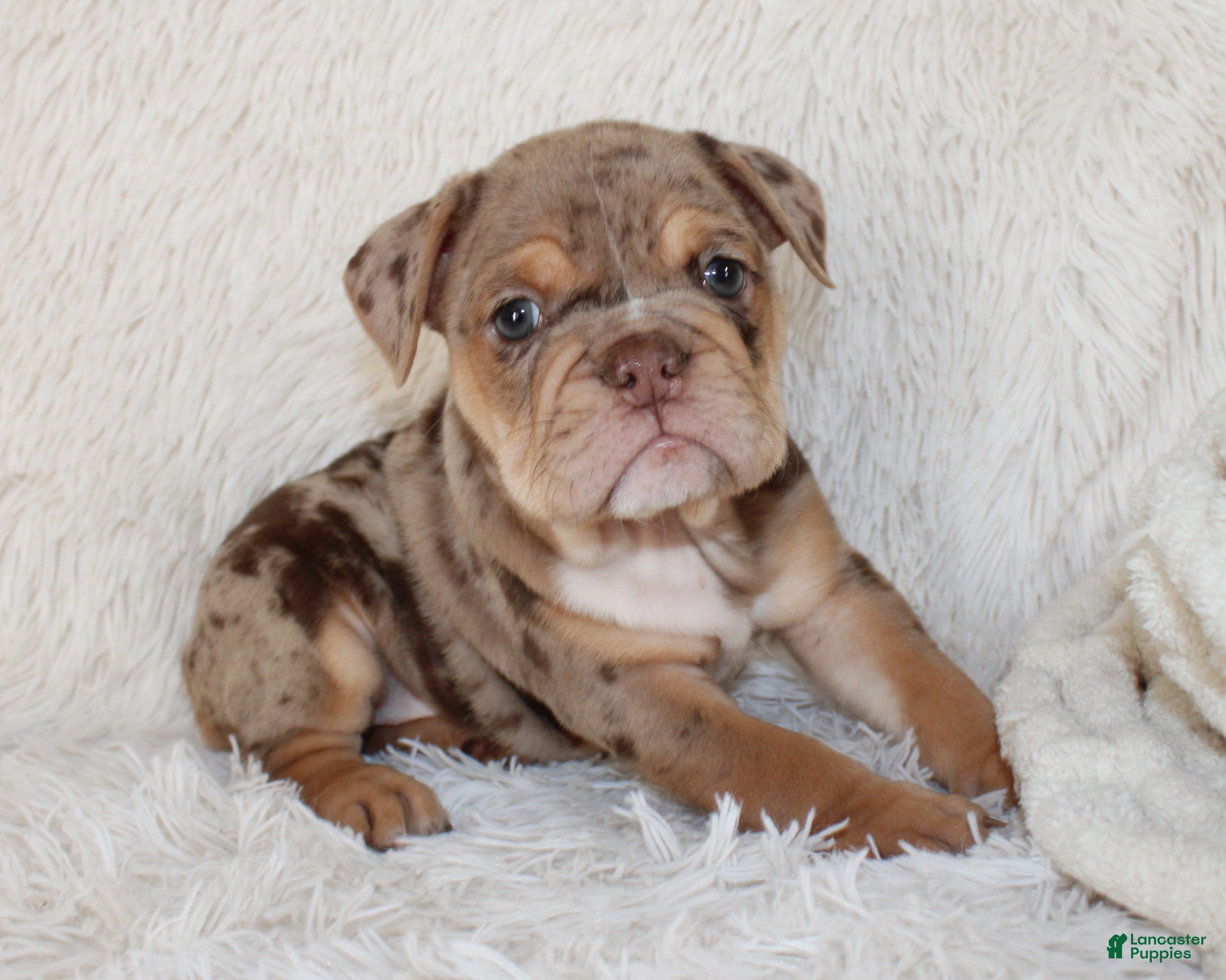 English Bulldog dogs Kyah - Ad 1