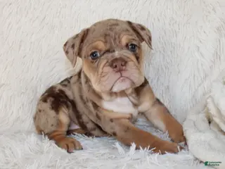 English Bulldog dogs for sale: Kyah - Ad 2