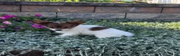 Papillon dogs for sale: River  - Ad 3
