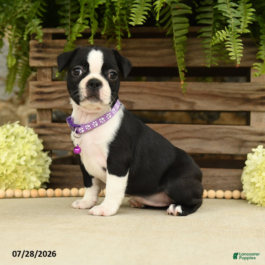 Boston Terrier dogs Tasha - Ad 2