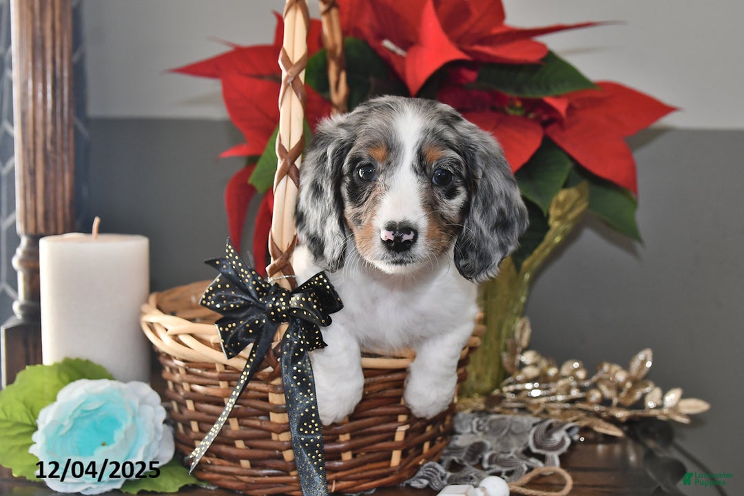 Miniature Dachshund dogs for sale: Frankie - Ad 1