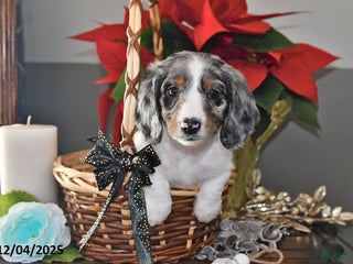 Miniature Dachshund dogs Frankie - Ad 17