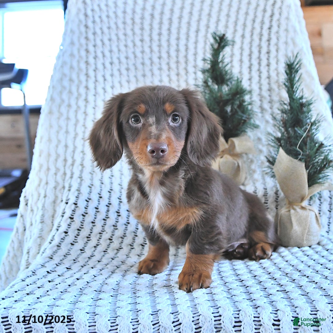 Miniature Dachshund dogs for sale: Archie - Ad 2