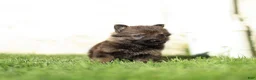 German Shepherd dogs for sale: Fia German Shepherd  - Ad 6