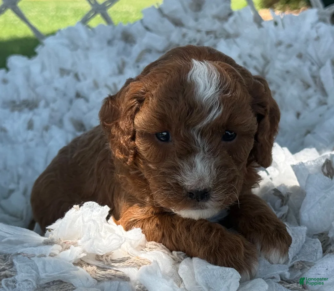 Cavapoo dogs for sale: Clementine  - Ad 7