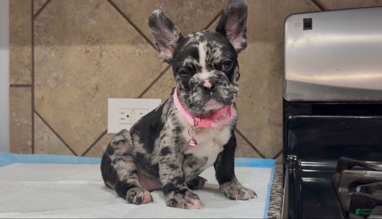 French Bulldog dogs Luna  - Ad 1