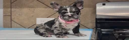 French Bulldog dogs for sale: Luna  - Ad 1