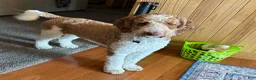 Goldendoodle dogs for stud: The Dood-F1BB - Ad 5