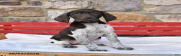 German Shorthaired Pointer dogs for sale: Mango - Ad 2