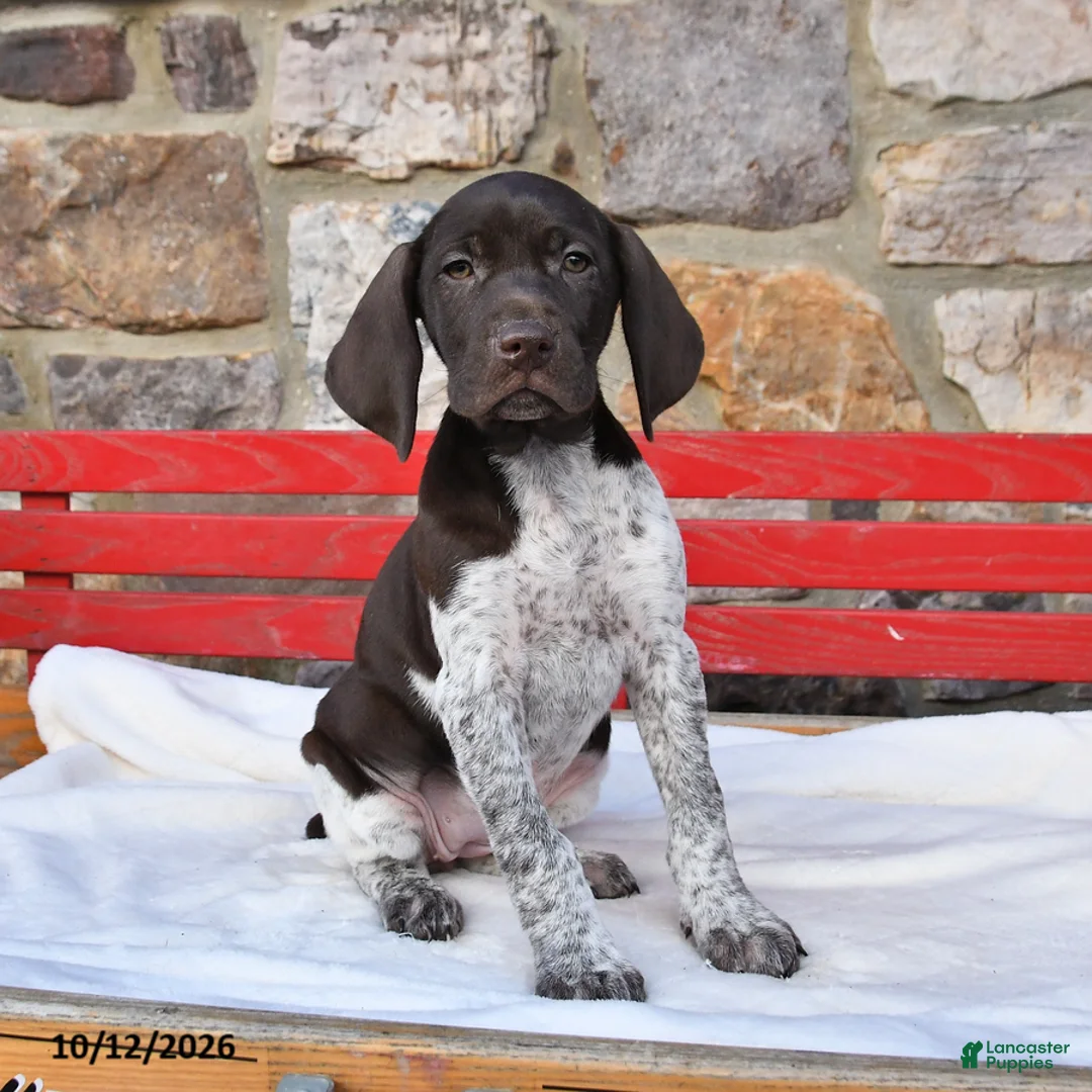 German Shorthaired Pointer dogs for sale: Mango - Ad 2