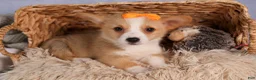 Welsh Corgi Pembroke dogs for sale: Carter  - Ad 7