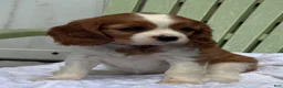Cavalier King Charles Spaniel dogs for sale: Samantha - Ad 4