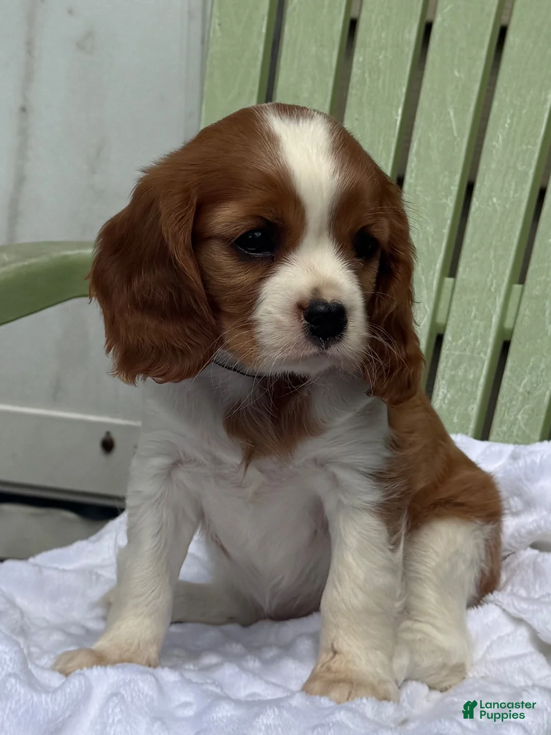 Cavalier King Charles Spaniel dogs for sale: Samantha - Ad 4