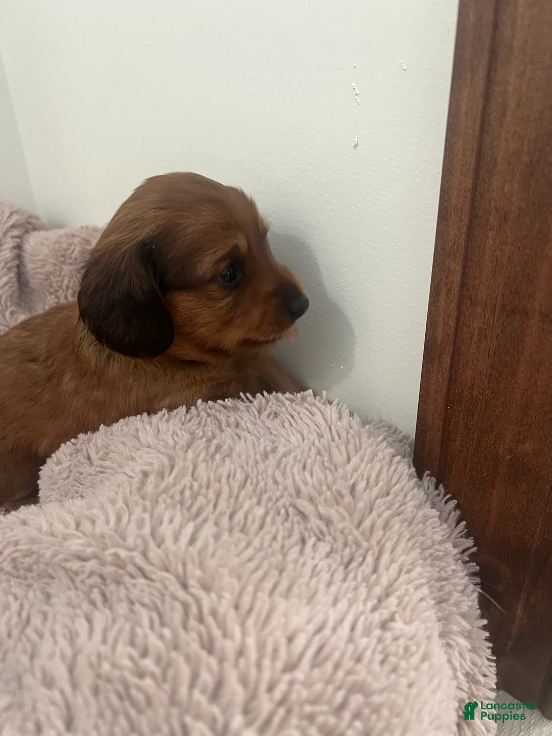Miniature Dachshund dogs for sale: Coco Bean - Ad 4