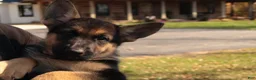 German Shepherd dogs for sale: Belle - Ad 3