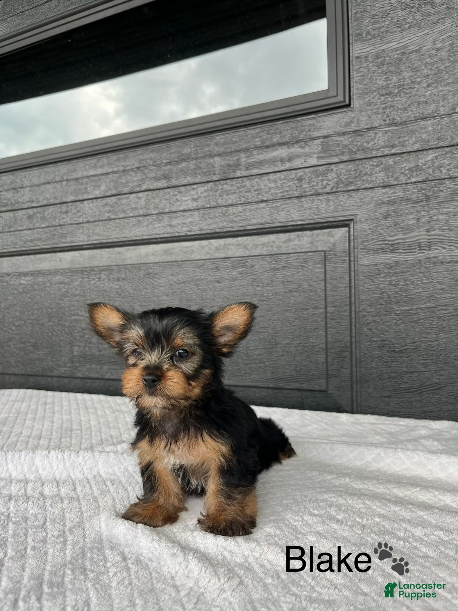 Yorkshire Terrier dogs Blake - Ad 2