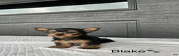 Yorkshire Terrier dogs for sale: Blake - Ad 2