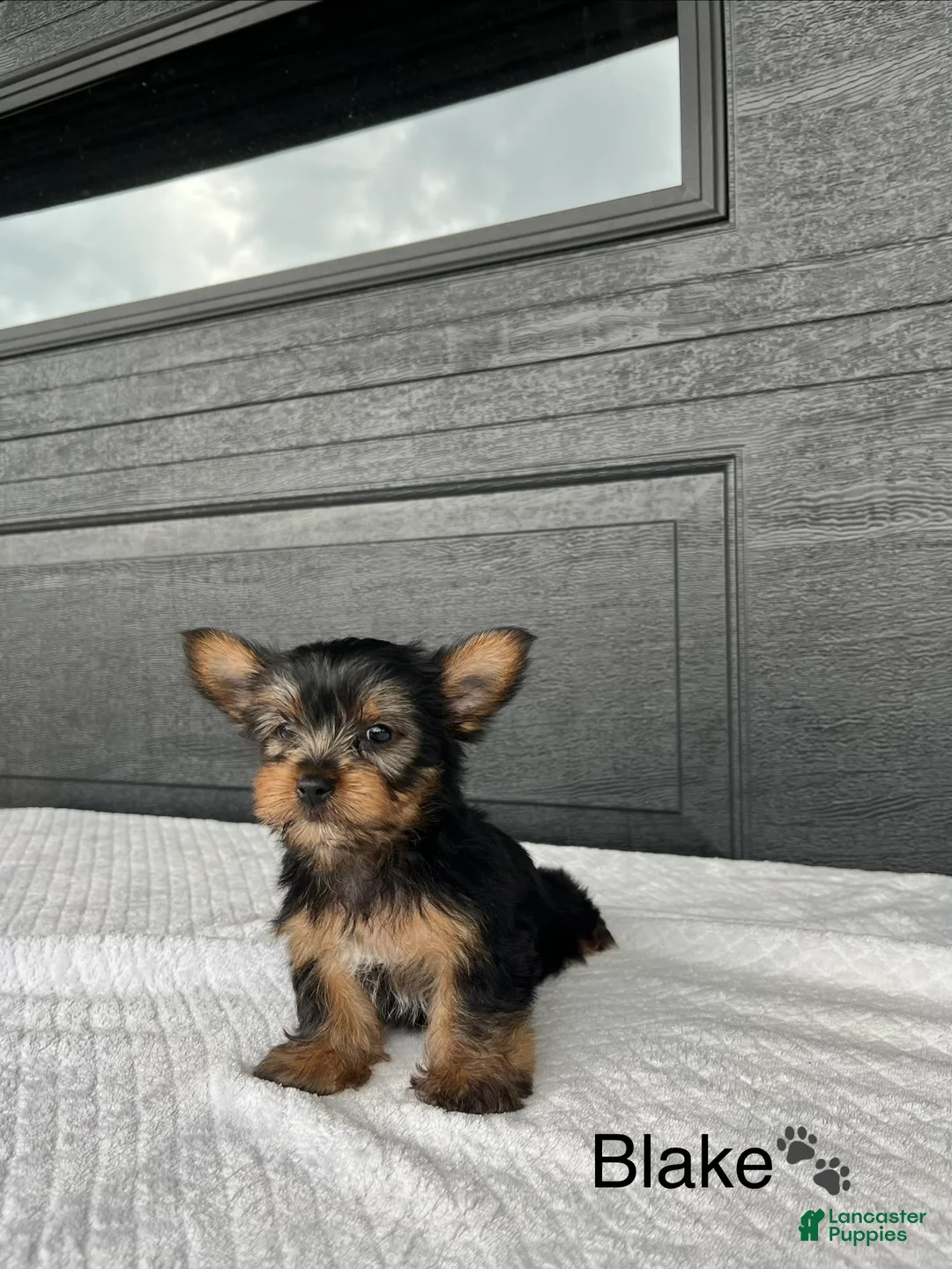 Yorkshire Terrier dogs for sale: Blake - Ad 2