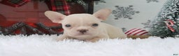 French Bulldog dogs for sale: Tyler - Ad 2