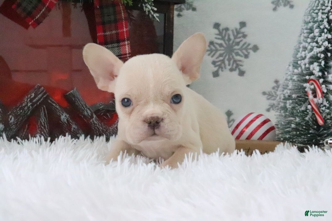 French Bulldog dogs for sale: Tyler - Ad 2