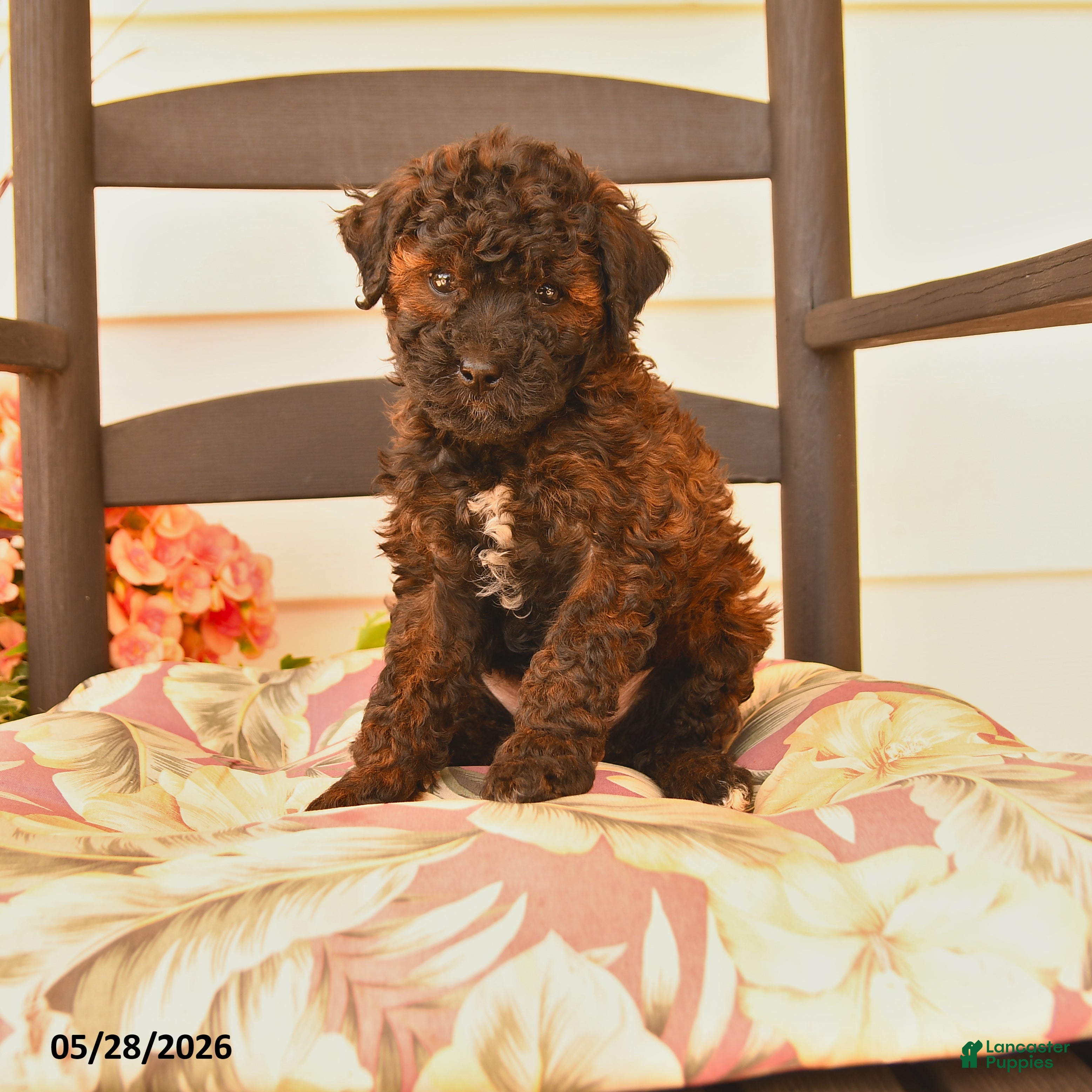Miniature Poodle dogs Jack  - Ad 1