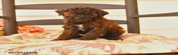 Miniature Poodle dogs for sale: Jack  - Ad 1