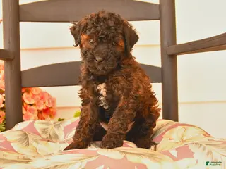 Miniature Poodle dogs for sale: Jack - Ad 4