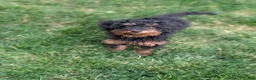 Miniature Poodle dogs for sale: Koa - Ad 3