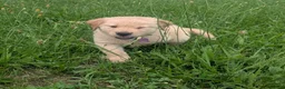 Golden Retriever dogs for sale: Leo - Ad 5