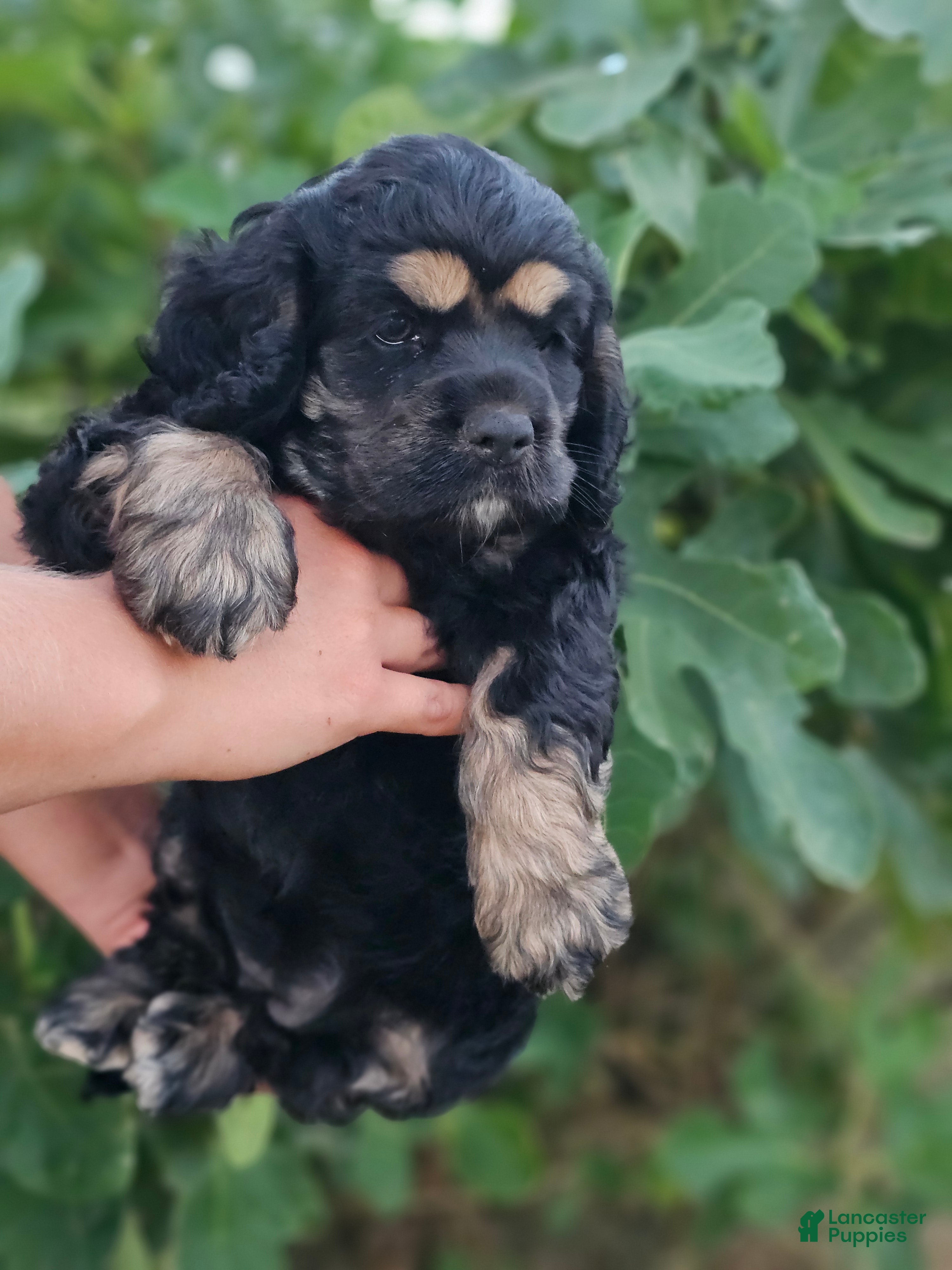 Cocker Spaniel dogs Uni - Ad 2