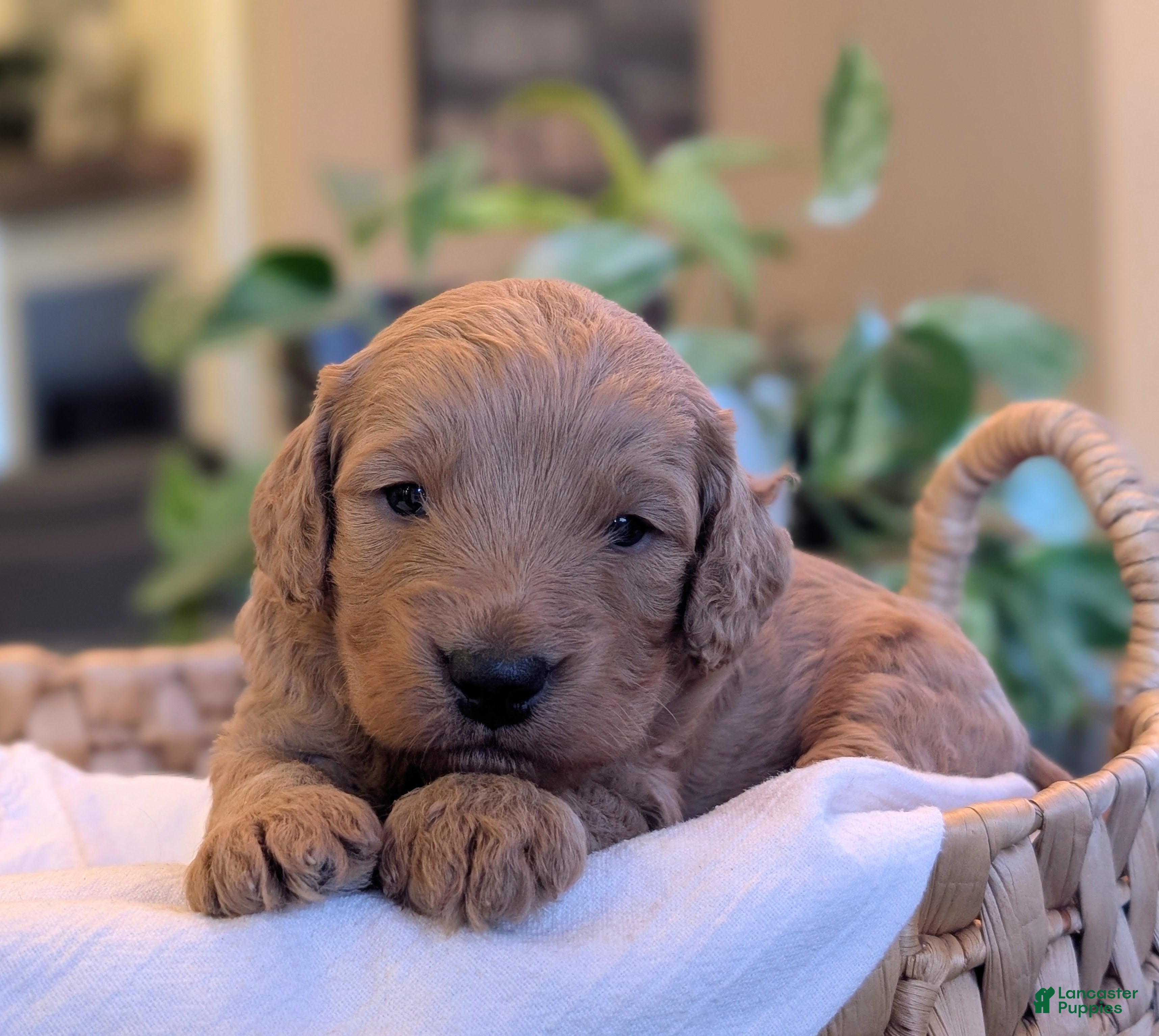 Mini Goldendoodle dogs Captain - Ad 1
